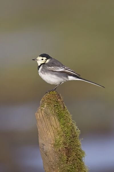 Pied Wagtail (Motacilla alba yarrellii) adult male, winter plumage, perched on mossy post, Suffolk, England, December