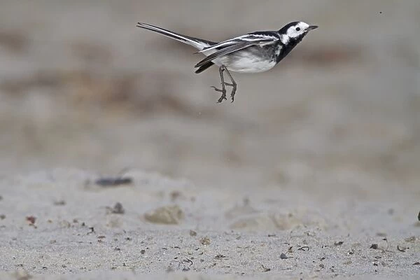 Pied Wagtail (Motacilla alba yarrellii) adult male, in flight, feeding on insects over beach, Northern Ireland