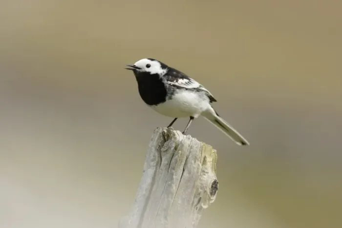 Framed Print : Pied Wagtail (Motacilla alba yarrellii) adult, singing, perched on post, Yorkshire, England, april Framed Print : Pied Wagtail (Motacilla alba yarrellii) adult, singing, perched on post, Yorkshire, England, april