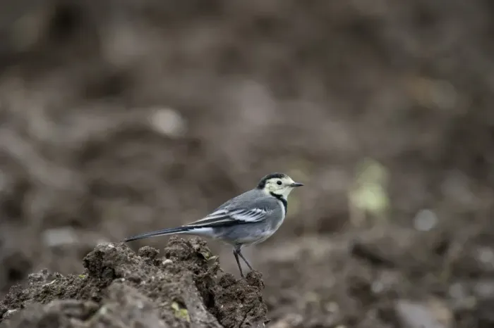 Framed Print : Pied Wagtail (Motacilla alba yarrellii) adult, winter plumage, standing on soil, Norfolk, England, november