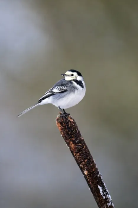 Framed Print : Pied Wagtail (Motacilla alba yarrellii) adult female, perched on reedmace in snow, Midlands, England, december