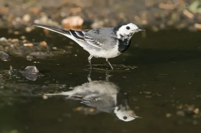 Framed Print : Pied Wagtail (Motacilla alba yarrellii) adult female, drinking at puddle with reflection, Norfolk, England, april Framed Print : Pied Wagtail (Motacilla alba yarrellii) adult female, drinking at puddle with reflection, Norfolk, England, april