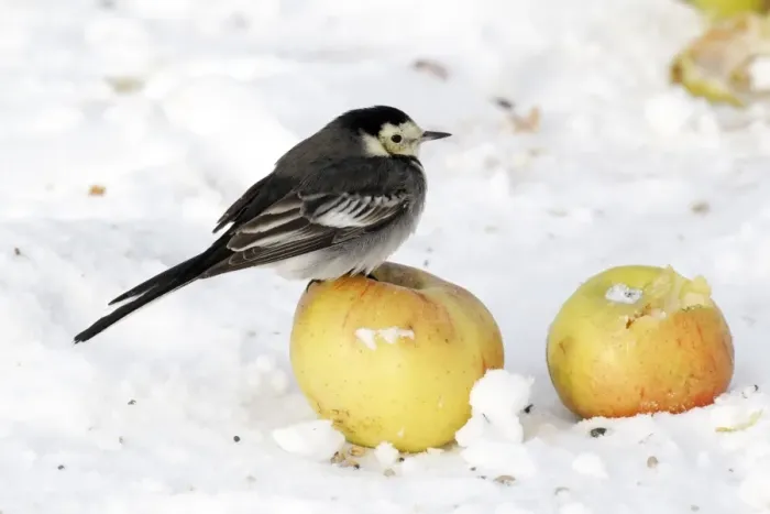 Framed Print : Pied Wagtail (Motacilla alba yarrellii) adult female, perched on apple in snow, Midlands, England, december Framed Print : Pied Wagtail (Motacilla alba yarrellii) adult female, perched on apple in snow, Midlands, England, december