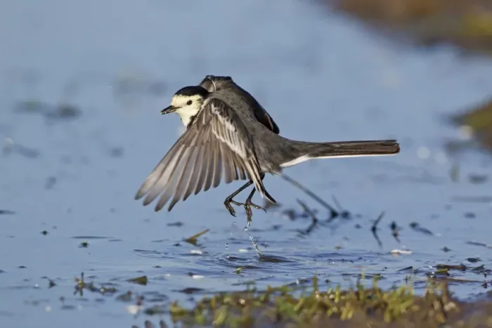 Framed Print : Pied Wagtail (Motacilla alba yarrellii) adult male, winter plumage, with insect prey in beak, taking off from pond Framed Print : Pied Wagtail (Motacilla alba yarrellii) adult male, winter plumage, with insect prey in beak, taking off from pond