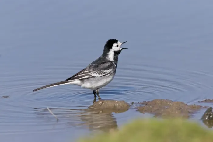 Framed Print : Pied Wagtail (Motacilla alba yarrellii) adult male, calling, standing in shallow water, Suffolk, England, May Framed Print : Pied Wagtail (Motacilla alba yarrellii) adult male, calling, standing in shallow water, Suffolk, England, May