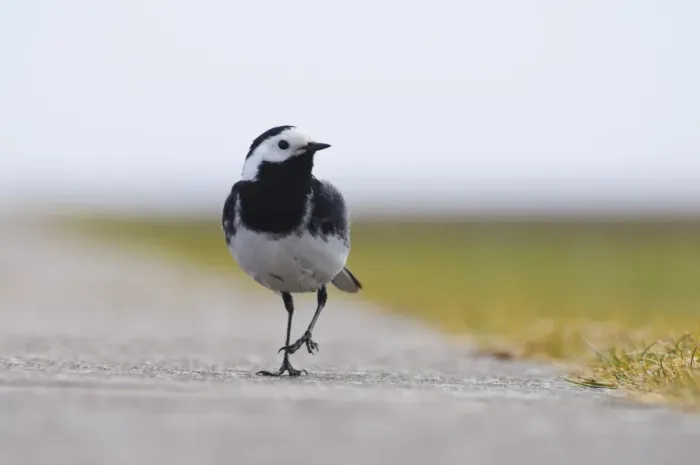 Framed Print : Pied Wagtail (Motacilla alba yarrellii) adult male, walking along concrete path, Chanonry Point, Chanonry Ness