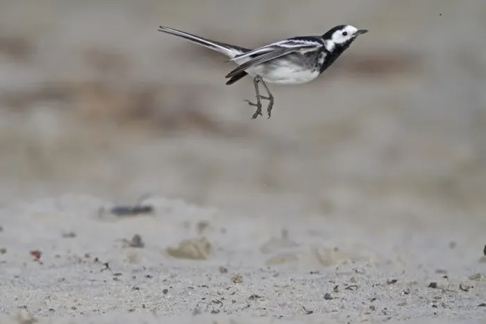 Framed Print : Pied Wagtail (Motacilla alba yarrellii) adult male, in flight, feeding on insects over beach, Northern Ireland Framed Print : Pied Wagtail (Motacilla alba yarrellii) adult male, in flight, feeding on insects over beach, Northern Ireland