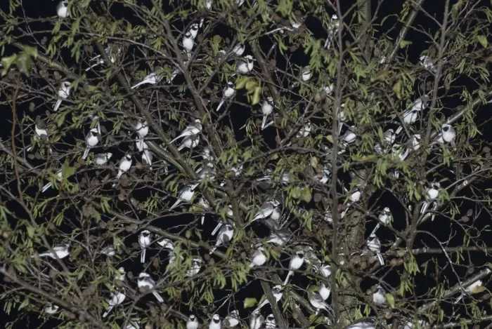 Framed Print : Pied Wagtail (Motacilla alba yarrellii) flock, roosting in tree at night, in urban shopping centre, Kent, England, december Framed Print : Pied Wagtail (Motacilla alba yarrellii) flock, roosting in tree at night, in urban shopping centre, Kent, England, december