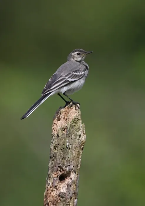 Framed Print : Pied Wagtail (Motacilla alba yarrellii) immature, perched on post, Norfolk, England, june Framed Print : Pied Wagtail (Motacilla alba yarrellii) immature, perched on post, Norfolk, England, june