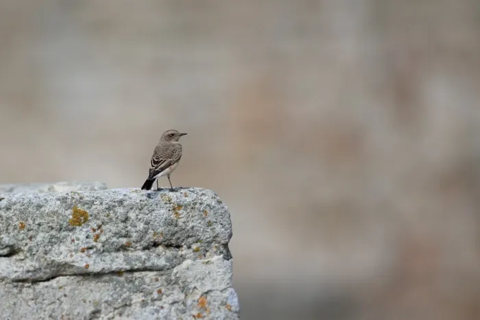 Framed Print : Pied Wheatear (Oenanthe pleschanka) adult female, standing on rock, Bulgaria, September