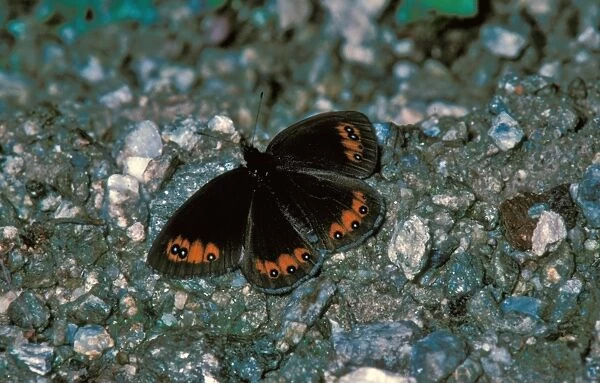 Piedmont Ringlet (Erebia meolans) Male  /  upper wing