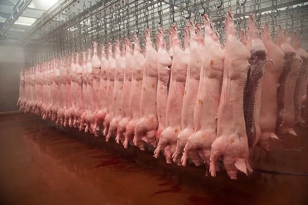 Pig carcases hanging in abattoir, Yorkshire, England, February