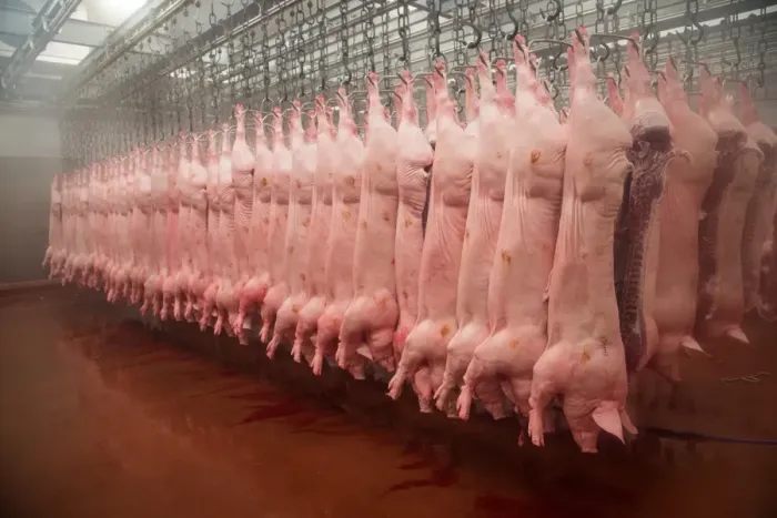 Framed Print : Pig carcases hanging in abattoir, Yorkshire, England, February Framed Print : Pig carcases hanging in abattoir, Yorkshire, England, February