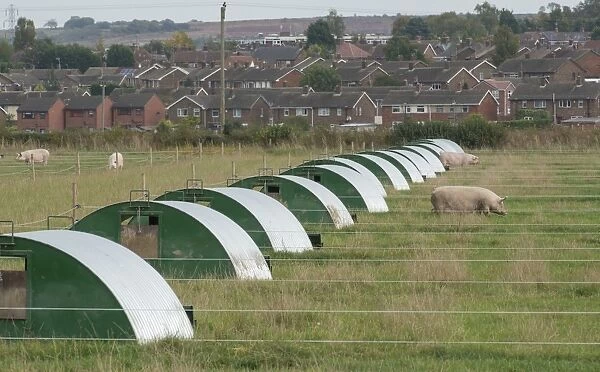Pig farming, arcs on outdoor pig unit near to town houses, near Retford, Nottinghamshire, England, October