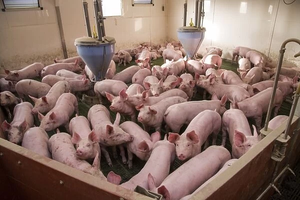 Pig farming, eleven-week old weaners, with automatic feeders, on slats in indoor unit, Lancashire, England, November