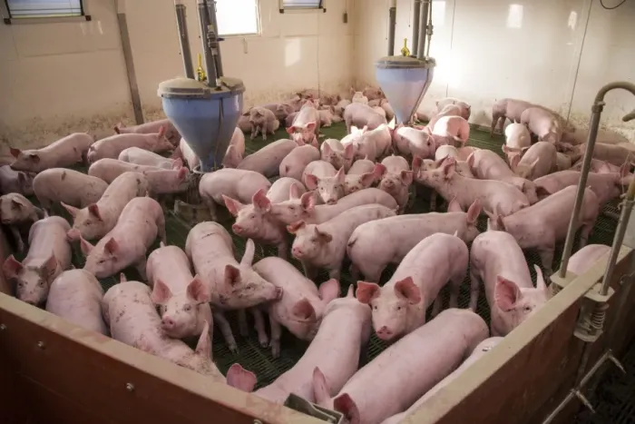 Framed Print : Pig farming, eleven-week old weaners, with automatic feeders, on slats in indoor unit, Lancashire, England, November