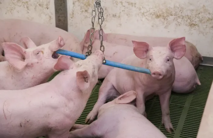 Framed Print : Pig farming, eleven-week old weaners, with hanging toy to alleviate boredom in indoor unit, Lancashire, England