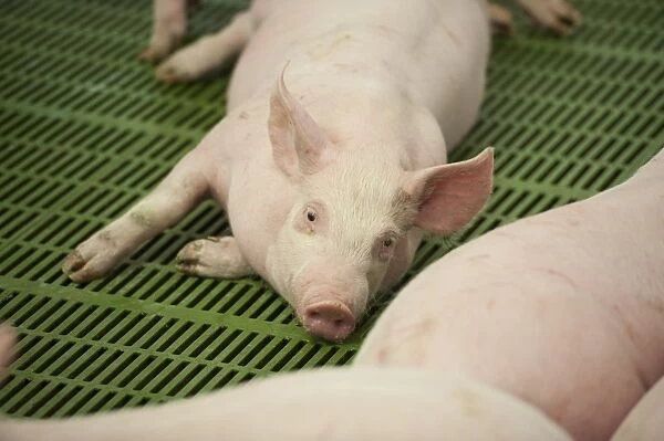 Pig farming, eleven-week old weaners, resting on slats in indoor unit, Lancashire, England, November
