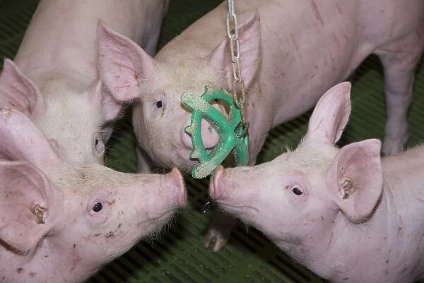 Pig farming, eleven-week old weaners, with hanging toy to alleviate boredom in indoor unit, Lancashire, England