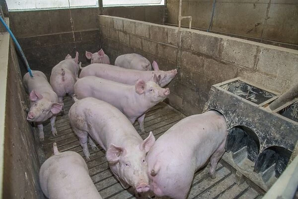 Pig farming, fattening pigs in slatted pen, Yorkshire, England, October