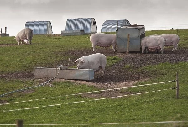 Pig farming, freerange sows on commercial outdoor unit, with drinking trough, feeders and arcs, Bilsthorpe
