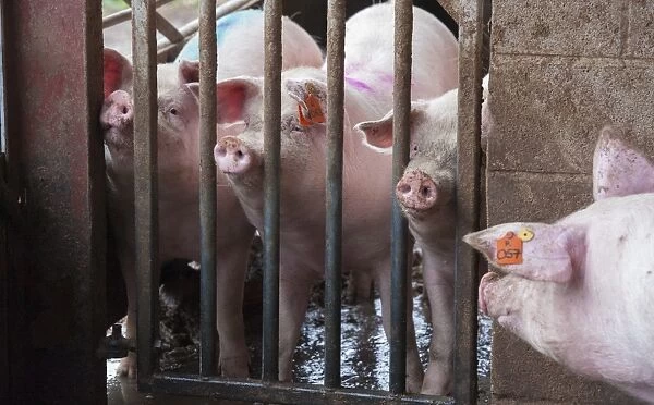 Pig farming, gilts in service pen, Yorkshire, England, October