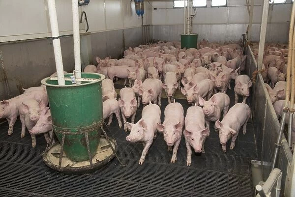 Pig farming, growing pigs, with automatic feeders on slats in indoor unit, Driffield, East Yorkshire, England, June