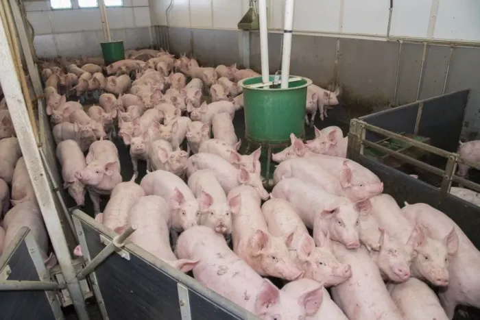 Framed Print : Pig farming, growing pigs, with automatic feeders on slats in indoor unit, Driffield, East Yorkshire, England, June Framed Print : Pig farming, growing pigs, with automatic feeders on slats in indoor unit, Driffield, East Yorkshire, England, June