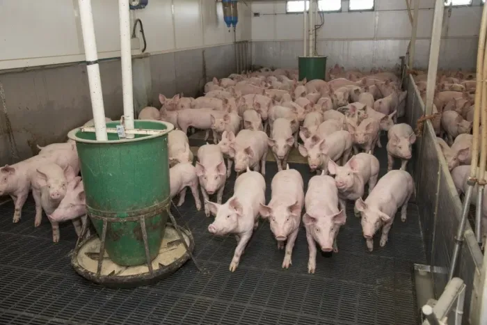 Framed Print : Pig farming, growing pigs, with automatic feeders on slats in indoor unit, Driffield, East Yorkshire, England, June Framed Print : Pig farming, growing pigs, with automatic feeders on slats in indoor unit, Driffield, East Yorkshire, England, June