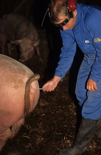 Pig farming, herdsman preforming artificial insemination on Large White sow, Sweden