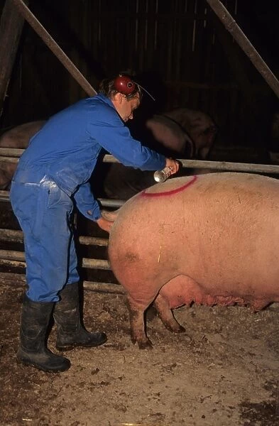 Pig farming, herdsman preforming artificial insemination on Large White sow, marking with spray paint, Sweden