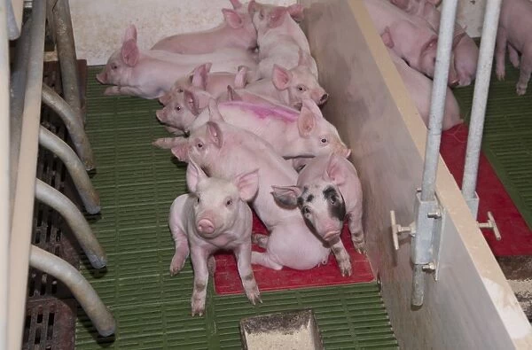 Pig farming, piglets resting on heated pad in farrowing crate, in indoor unit, Lancashire, England, November
