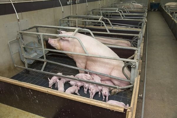 Pig farming, sow with piglets, in farrowing crate, on slats in indoor unit, Driffield, East Yorkshire, England, June