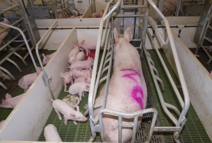 Framed Print : Pig farming, sow with piglets in farrowing crate, in indoor unit, Lancashire, England, November Framed Print : Pig farming, sow with piglets in farrowing crate, in indoor unit, Lancashire, England, November