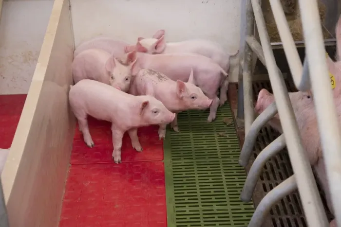 Framed Print : Pig farming, sow with piglets on heated pad in farrowing crate, in indoor unit, Lancashire, England, November Framed Print : Pig farming, sow with piglets on heated pad in farrowing crate, in indoor unit, Lancashire, England, November