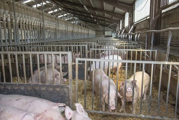 Pig farming, sows in dry sow house, on straw in indoor unit, Driffield, East Yorkshire, England, June