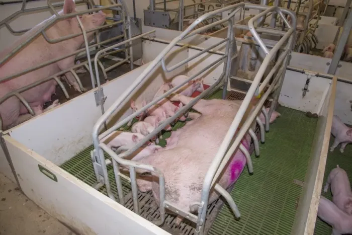 Framed Print : Pig farming, sows with piglets in farrowing crates, in indoor unit, Lancashire, England, November Framed Print : Pig farming, sows with piglets in farrowing crates, in indoor unit, Lancashire, England, November