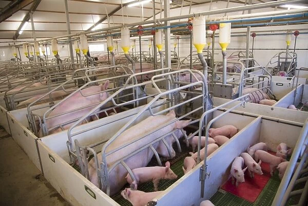 Pig farming, sows and piglets in farrowing crates, in indoor unit, Lancashire, England, November