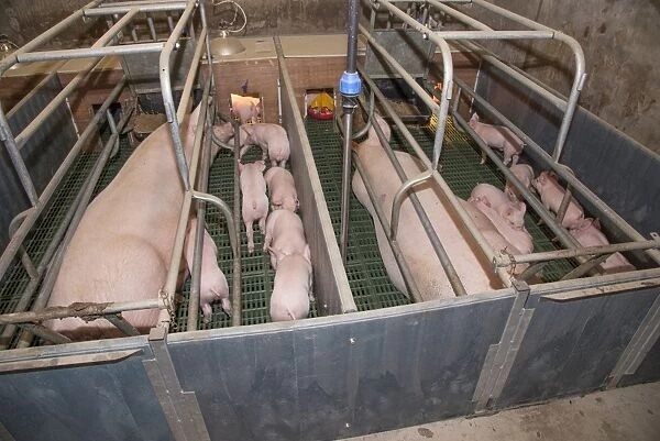 Pig farming, sows and three-weeks old piglets, in farrowing pens, Yorkshire, England, October