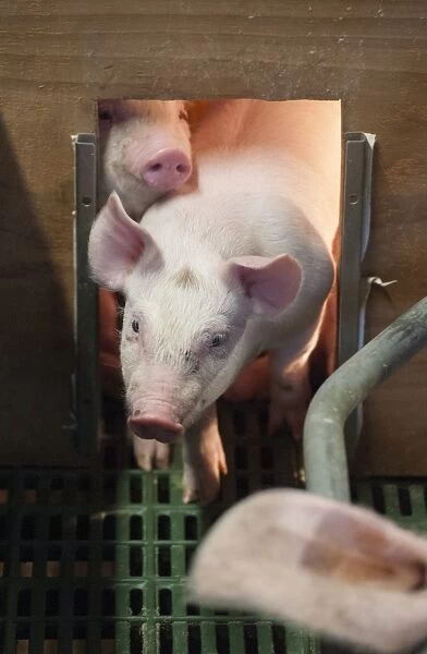 Pig farming, three-weeks old piglets, under heat lamp in farrowing pen, Yorkshire, England, October