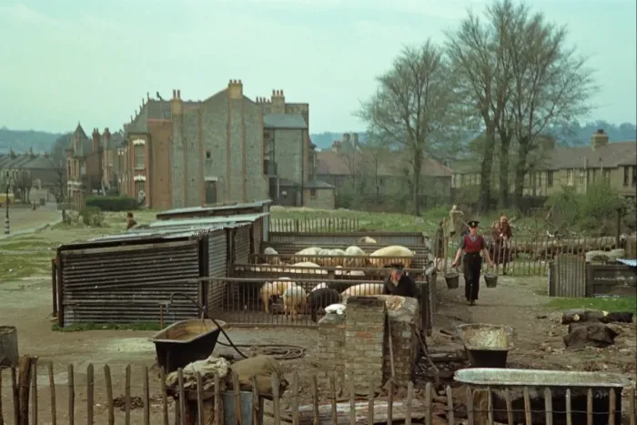 Framed Print : Pig farming, Wartime Britain, rearing pigs in blitzed area, North London, England, april l944 Framed Print : Pig farming, Wartime Britain, rearing pigs in blitzed area, North London, England, april l944