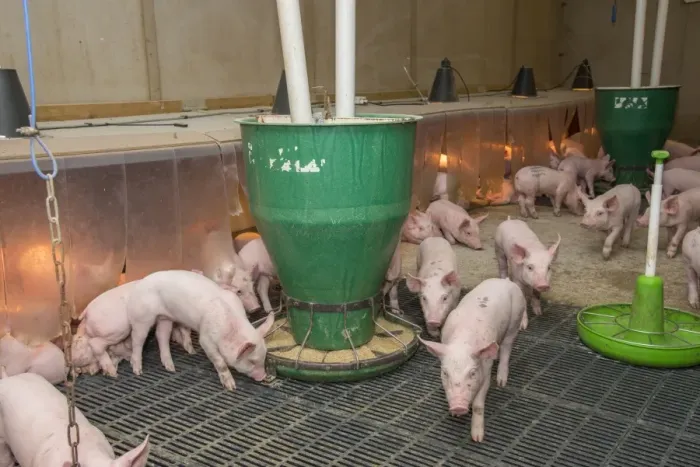 Framed Print : Pig farming, weaner piglets, with automatic feeders and heat lamps, on slats in indoor unit, Driffield, East Yorkshire Framed Print : Pig farming, weaner piglets, with automatic feeders and heat lamps, on slats in indoor unit, Driffield, East Yorkshire