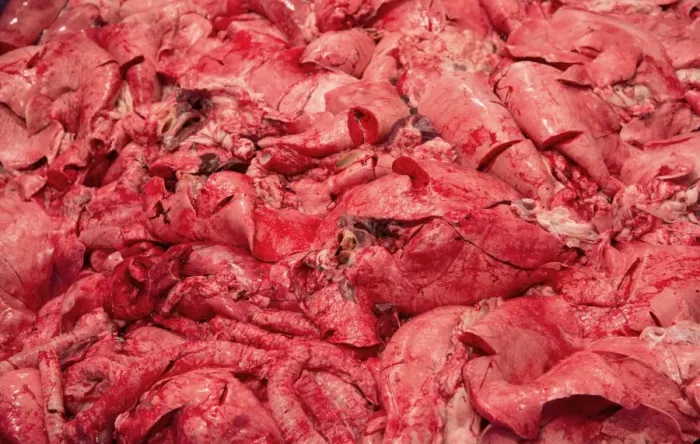 Framed Print : Pig offal in abattoir, Yorkshire, England, February Framed Print : Pig offal in abattoir, Yorkshire, England, February