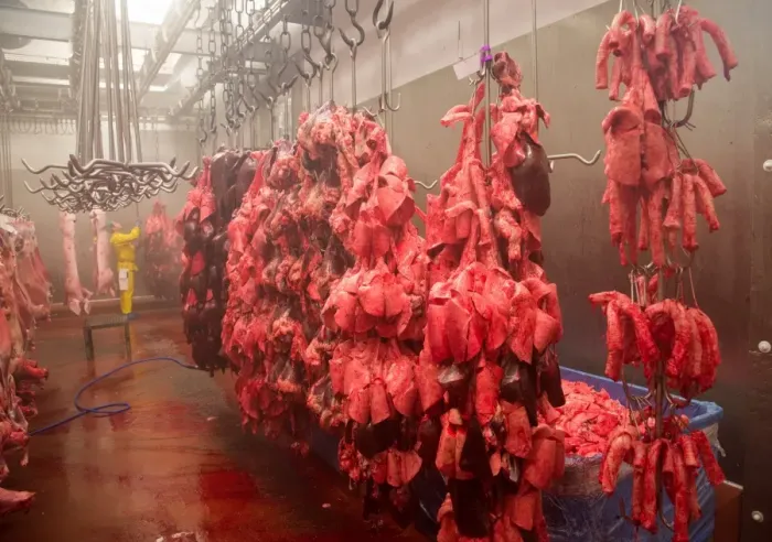 Framed Print : Pig offal hanging in abattoir, Yorkshire, England, February Framed Print : Pig offal hanging in abattoir, Yorkshire, England, February