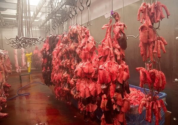 Pig offal hanging in abattoir, Yorkshire, England, February