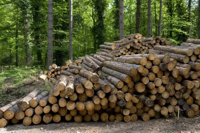 Framed Print : Pile of cut conifer tree trunks in woodland, Marsham Woods, Norfolk, England, may Framed Print : Pile of cut conifer tree trunks in woodland, Marsham Woods, Norfolk, England, may