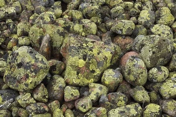 Pile of lichen covered rocks, High Coast, Gulf of Bothnia, Baltic Sea, Sweden