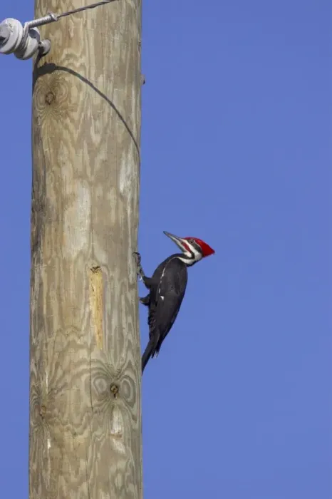 Framed Print : Pileated Woodpecker (Dryocopus pileatus) adult male, causing damage to utility pole, Lake Kissimmee, Florida, U. S. A