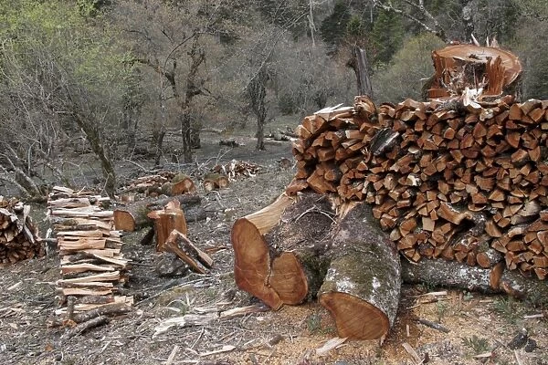 Piles of unsustainably cut firewood in montane forest, Meilixueshan, Yunnan, China, may