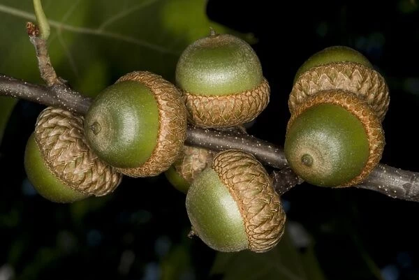 Pin Oak (Quercus palustris) close-up of acorns, Ottawa, Ontario, Canada, August
